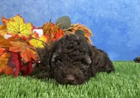 Avery, a female Yorkipoo for sale in Plainville, IN – 4 of 6