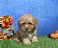 Cooper, a male Poodle - Miniature  for sale in Plainville, IN – 7 of 7