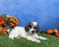 Penny, a female Yorkipoo for sale in Plainville, IN – 6 of 6