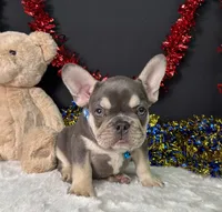 Stich, a male French Bulldog for sale in Plainville, IN – 2 of 6
