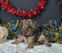 Lilly, a female Maltipoo for sale in Plainville, IN – 7 of 7