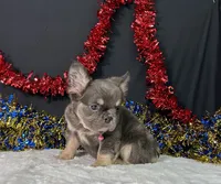 Kiki, a female French Bulldog for sale in Plainville, IN – 5 of 7