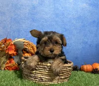 Oliver, a male Yorkshire Terrier for sale in Plainville, IN – 7 of 7