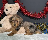 Rocky, a male Yorkipoo for sale in Plainville, IN – 3 of 6