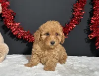 Fancy, a female Poodle - Toy  for sale in Plainville, IN – 4 of 6