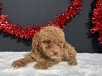 Sassy, a female Poodle - Toy  for sale in Plainville, IN – 4 of 6
