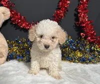 Biscuit, a male Poodle - Miniature  for sale in Plainville, IN – 2 of 5