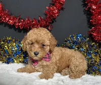 Layla, a female Poodle - Toy  for sale in Plainville, IN – 3 of 9