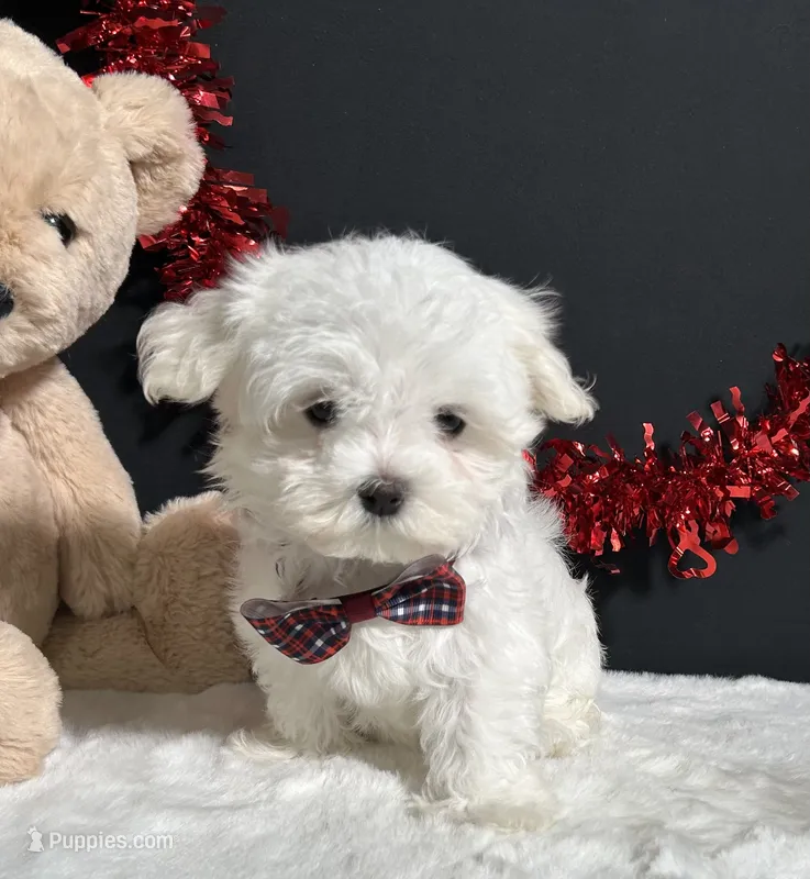 Isla – Maltese puppy for sale in Plainville, IN