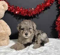 Bandit, a male Poodle - Toy  for sale in Plainville, IN – Photo 5 of 7