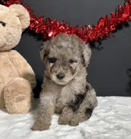 Bandit, a male Poodle - Toy  for sale in Plainville, IN – Photo 2 of 7
