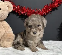 Bandit, a male Poodle - Toy  for sale in Plainville, IN – Photo 3 of 7