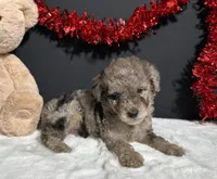 Bandit, a male Poodle - Toy  for sale in Plainville, IN – Photo 7 of 7