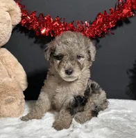 Bandit, a male Poodle - Toy  for sale in Plainville, IN – Photo 1 of 7