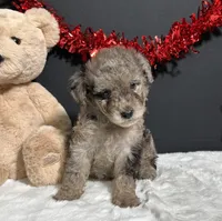 Bandit, a male Poodle - Toy  for sale in Plainville, IN – Photo 4 of 7