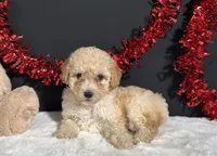 Ariel, a female Poodle - Toy  for sale in Plainville, IN – 5 of 7
