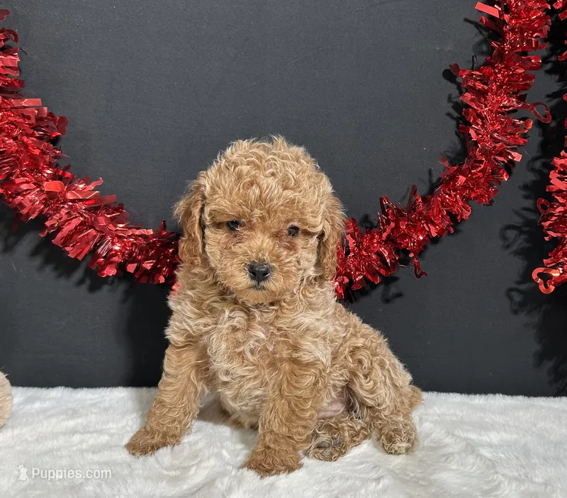 Luna – Poodle - Toy  puppy for sale in Plainville, IN