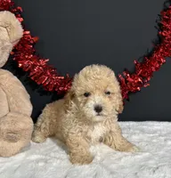 Buster, a male Poodle - Miniature  for sale in Plainville, IN – 7 of 8