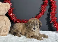 Fern, a female Poodle - Miniature  for sale in Plainville, IN – 3 of 8