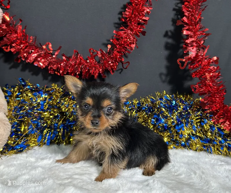 Penny – Yorkshire Terrier puppy for sale in Plainville, IN