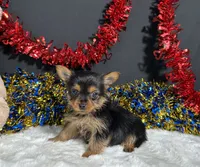 Penny, a female Yorkshire Terrier for sale in Plainville, IN – 1 of 6