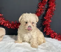 Charles, a male Morkie for sale in Plainville, IN – 6 of 7