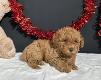Carson, a male Poodle - Toy  for sale in Plainville, IN – 4 of 5