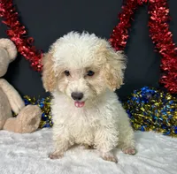 Biscuit, a male Poodle - Toy  for sale in Plainville, IN – 4 of 7