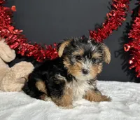 Luke, a male Yorkshire Terrier for sale in Plainville, IN – 6 of 6