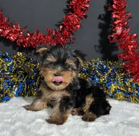 Spike, a male Yorkshire Terrier for sale in Plainville, IN – 2 of 6