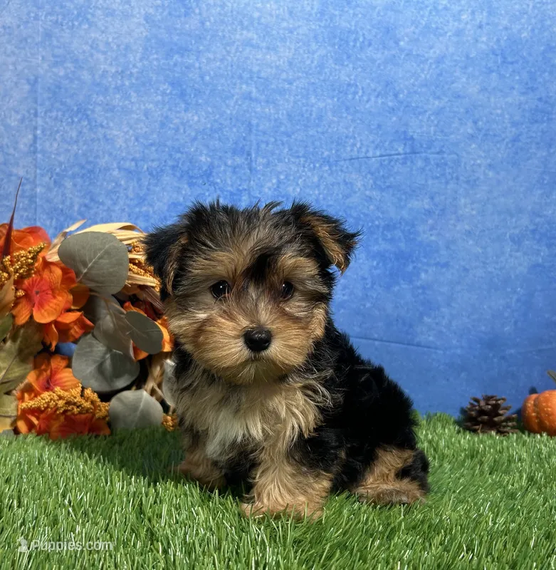 Teddy – Yorkshire Terrier puppy for sale in Plainville, IN