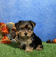Teddy, a male Yorkshire Terrier for sale in Plainville, IN – 1 of 9