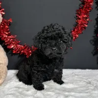 Claire, a female Poodle - Toy  for sale in Plainville, IN – 2 of 8