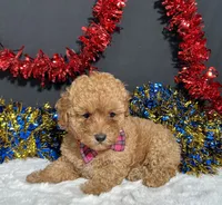 Layla, a female Poodle - Toy  for sale in Plainville, IN – 7 of 9
