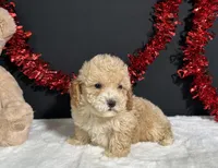 Buster, a male Poodle - Miniature  for sale in Plainville, IN – 5 of 8