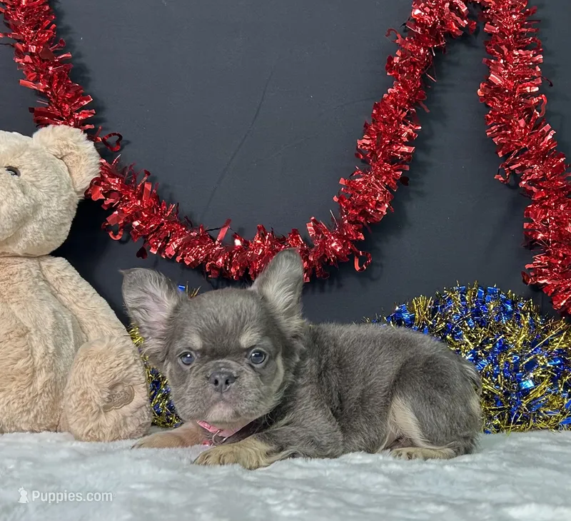 Kiki – French Bulldog puppy for sale in Plainville, IN