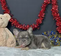 Kiki, a female French Bulldog for sale in Plainville, IN – 1 of 7