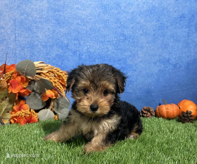 Ivy – Yorkshire Terrier puppy for sale in Plainville, IN