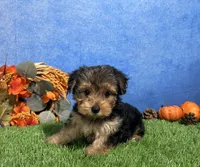 Ivy, a female Yorkshire Terrier for sale in Plainville, IN – 1 of 8