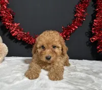 Fancy, a female Poodle - Toy  for sale in Plainville, IN – 5 of 6