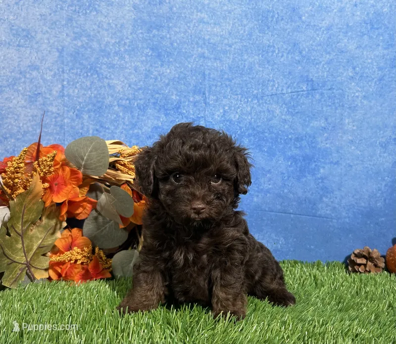 Tulip – Yorkipoo puppy for sale in Plainville, IN