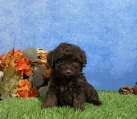 Tulip, a female Yorkipoo for sale in Plainville, IN – 1 of 8