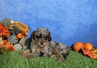 Sophie , a female Poodle - Toy  for sale in Plainville, IN – 9 of 9