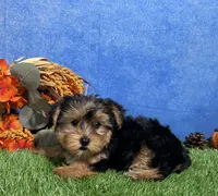 Teddy, a male Yorkshire Terrier for sale in Plainville, IN – 2 of 9