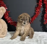Fern, a female Poodle - Miniature  for sale in Plainville, IN – 6 of 8