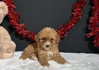 Maggie, a female Poodle - Toy  for sale in Plainville, IN – 3 of 5
