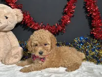 Lila, a female Poodle - Toy  for sale in Plainville, IN – 4 of 7