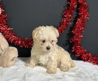 Charles, a male Morkie for sale in Plainville, IN – 5 of 7