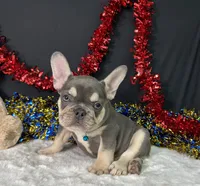Stich, a male French Bulldog for sale in Plainville, IN – 6 of 6