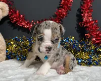 Louie, a male English Bulldog and Beagle for sale in Plainville, IN – 5 of 8